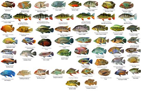 Cichlid Guide .